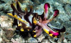 On the Attack! This Flamboyant Cuttlefish was found on a ... by Marc Damant 